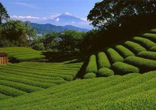 云岩区茶园新闻头条,绿色产业助力乡村振兴新篇章