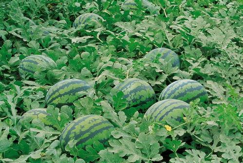 无锡摄影群吃瓜,镜头下的趣味瞬间