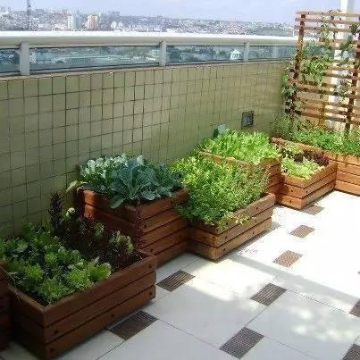 今日头条阳台小菜园,打造城市绿色角落，自给自足的绿色生活新选择