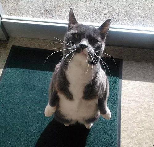 吃瓜猫咪头像,萌态十足，揭秘吃瓜猫咪的趣味瞬间