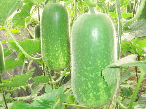 吃瓜事件图文图片高清,揭秘幕后真相与网络舆论风暴