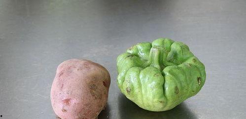 云南怎么吃姜柄瓜,姜柄瓜的独特食用之道