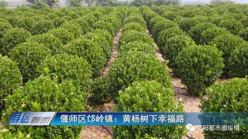 绥阳黄杨头条新闻,头条新闻聚焦乡村振兴新篇章