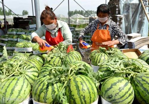 吃瓜的季节买西瓜,瓜熟蒂落——吃瓜季的西瓜盛宴