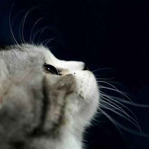 娱乐吃瓜酱29岁猫咪,揭秘宠物界的长寿传奇