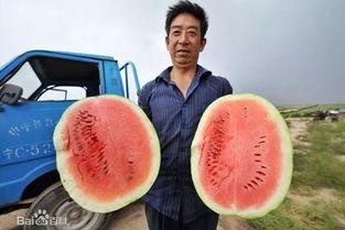 吃瓜百科,揭秘娱乐圈幕后真相与趣味故事