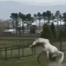 吃瓜群众表情包动态图