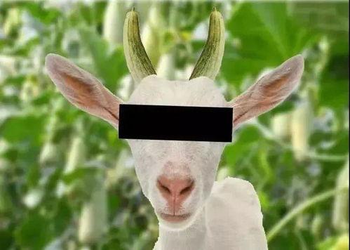 羊了个羊娱乐吃瓜,娱乐吃瓜，揭秘网络爆款游戏背后的故事